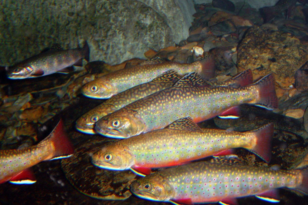 Image of two Brook Trout